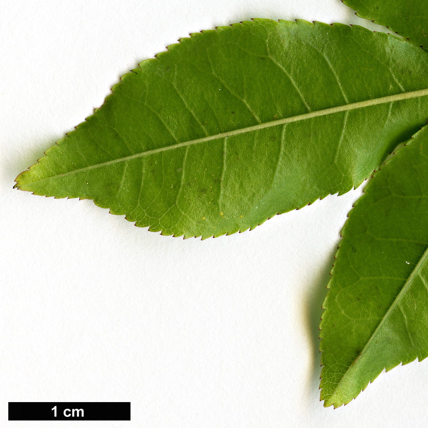 High resolution image: Family: Rosaceae - Genus: Rosa - Taxon: banksiae - SpeciesSub: f. lutea